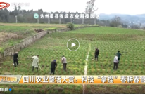 四川乡村新闻关注渠县｜四川农业整活大赏：科技“拿捏”春耕春管