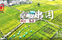 央视《早安中国》关注渠县 | 花香漫渠县 春景绘金黄