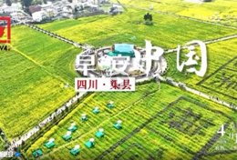 央视《早安中国》关注渠县 | 花香漫渠县 春景绘金黄