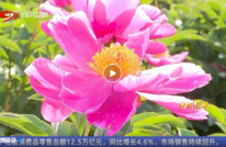 四川卫视关注渠县 | 芍药花竞相绽放