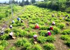 安北乡撂荒地种金银花 绿了荒坡富了村民