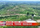 早熟李熟了！渠县新市镇迎来果商抢购潮