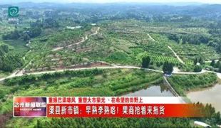 早熟李熟了！渠县新市镇迎来果商抢购潮