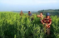 四川渠县黄花“身价”上涨 今年综合产值有望突破10亿元