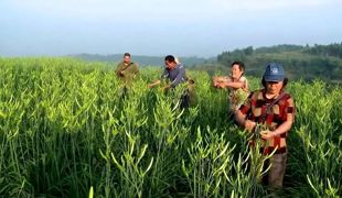 四川渠县黄花“身价”上涨 今年综合产值有望突破10亿元