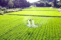 渠县：科技智防无人机护航水稻破口期健康生长
