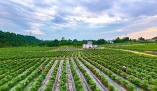 蓝莓园里剪枝忙 小果实孕育大希望