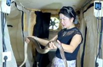 渠县：特“蛇”养殖拓开致富路