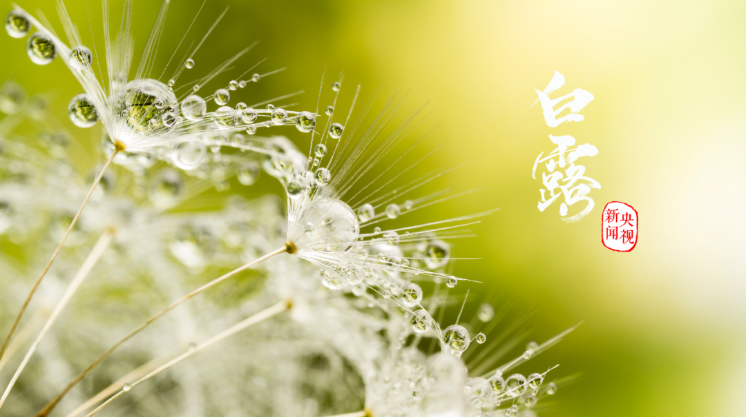 白露封图.png