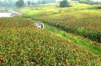 渠县：白露高粱红 农机抢收忙