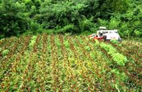 渠县：白露高粱红 农机抢收忙