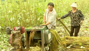 安北乡：苎麻满荒地三方共增收