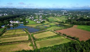 渠县：稻虾综合种养 一水两用  一田双收