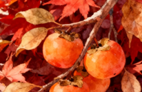 今日霜降！愿你心怀暖阳，幸福安康