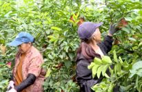 柠檬采摘正当时 一地双收富农家