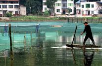 渠县打造“川东早虾”全产业链 推进稻渔综合种养