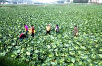 渠县1万余亩莲白丰收采收忙