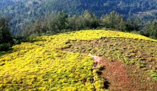 荒坡披金 贵福镇千亩撂荒地种出致富菊