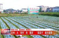 全县莲白种植面积1万余亩，产量超4000万斤