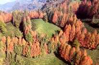 秀岭春天：红韵漫山隅杉林醉客入画来