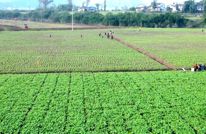 冬日田间添营养 油菜冬管保丰收