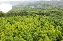 渠县：“竹”步走上振兴路