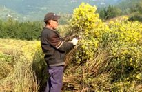 小花虽野，可致远方!渠县千亩金菊绽放振兴希望