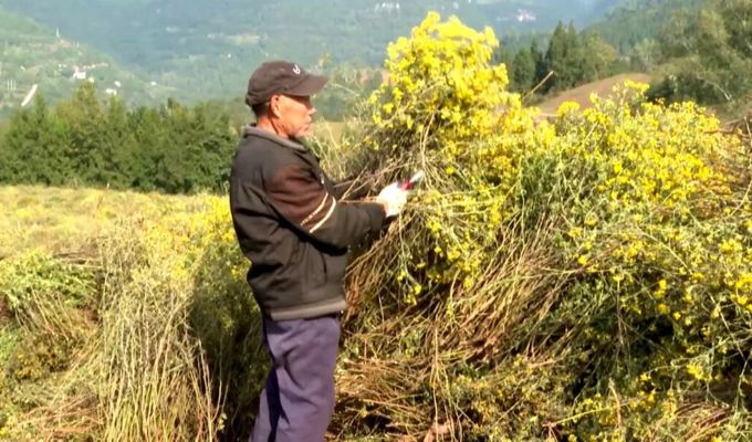 小花虽野，可致远方!渠县千亩金菊绽放振兴希望