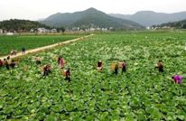 渠县：监督护航产业振兴 田间地头焕发新活力