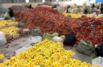 我县柠檬有了“数字身份证”  “好果好价”精准匹配