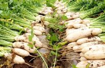 渠县2万多亩沙地萝卜陆续上市 脆甜口感不愁销