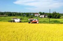 渠县：“四稻并举”铺就丰收路 三农共兴筑牢振兴基