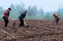 “冬闲田”变“增收田”  渠县18万亩冬洋芋抢种正当时