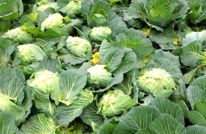 200亩闲置地种出“致富甘蓝”