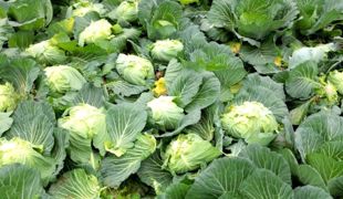 200亩闲置地种出“致富甘蓝”