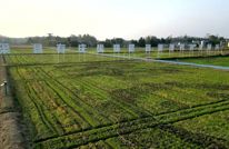 渠县：科技护航 40万亩油菜冬管“凭经验”变“靠数据”