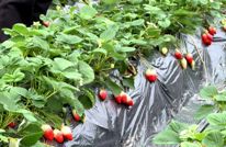 渠北镇草莓园里甜意浓 近享舌尖上的新鲜