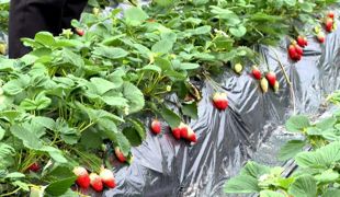 渠北镇草莓园里甜意浓 近享舌尖上的新鲜