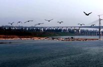 渠县：候鸟会客厅 观鸟打卡地