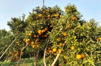 村达人直播带货 三板柑橘香飘全国