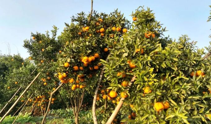 村达人直播带货 三板柑橘香飘全国