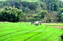 渠县“科技+人工”协同管护 筑牢小麦安全越冬防线