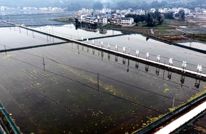 抢“鲜”出圈  6万斤渠县早虾48小时直供大湾区