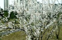 美炸了！渠县樱花惊艳绽放，粉色浪漫刷屏朋友圈！