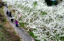 合力镇：李花绽放迎客来 农旅融合促增收