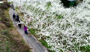 合力镇：李花绽放迎客来 农旅融合促增收