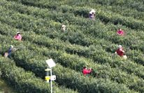 渠县：春到茶事忙 嫩芽飘香采收正浓