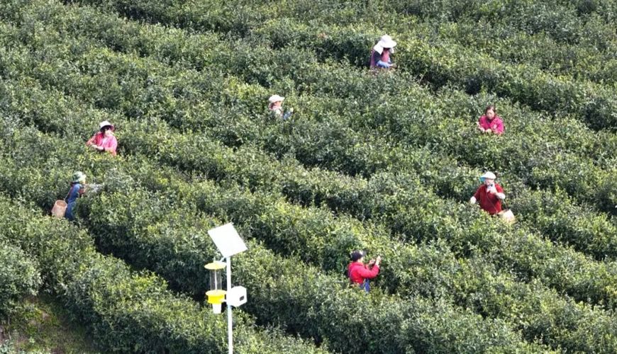 渠县：春到茶事忙 嫩芽飘香采收正浓