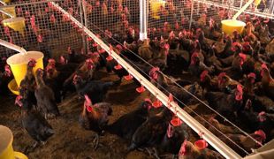 达州市畜牧生产现场会在渠县召开