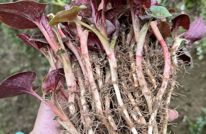 在达州渠县，春天最忙的不是眼睛，是嘴！